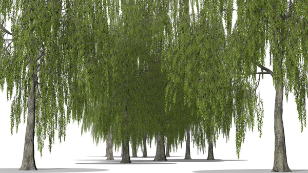 Weeping Willow