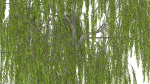 Weeping Willow