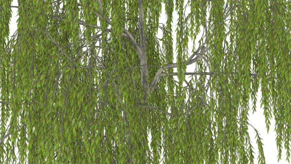 Weeping Willow
