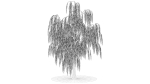 Weeping Willow