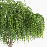 Weeping willow and European Beech Trees