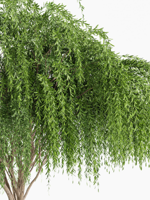 weeping-willow-and-european-beech-trees-3d-model-max-obj-fbx-mat