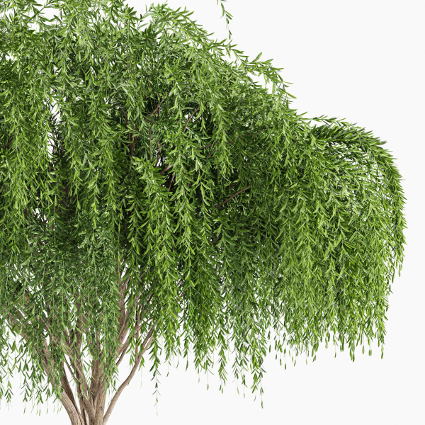 Weeping willow and European Beech Trees