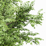 Weeping willow and European Beech Trees
