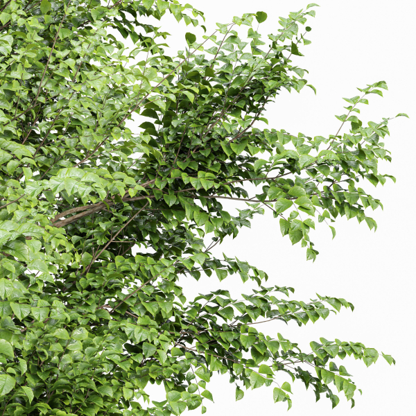 Weeping willow and European Beech Trees