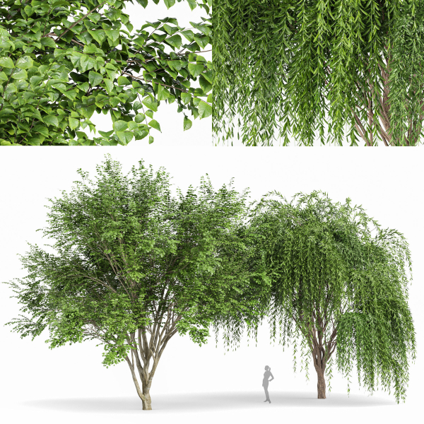 Weeping willow and European Beech Trees