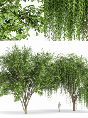 Weeping willow and European Beech Trees