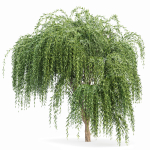 Weeping willow and European Beech Trees
