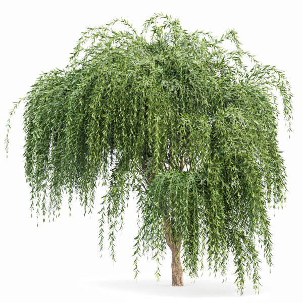 Weeping willow and European Beech Trees