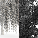 Weeping willow and European Beech Trees
