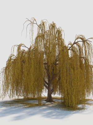 weeping-willow-tree-3d-model-max-obj-fbx-mat