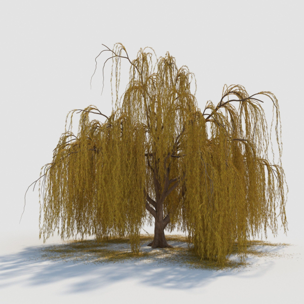 weeping willow tree
