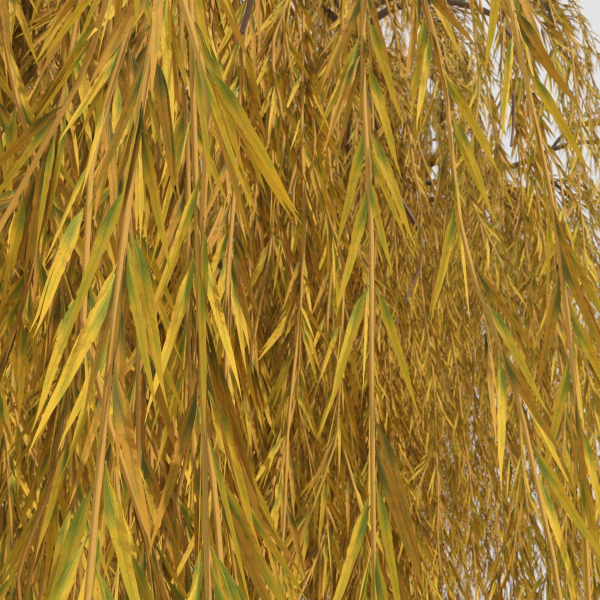 weeping willow tree