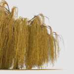 weeping willow tree