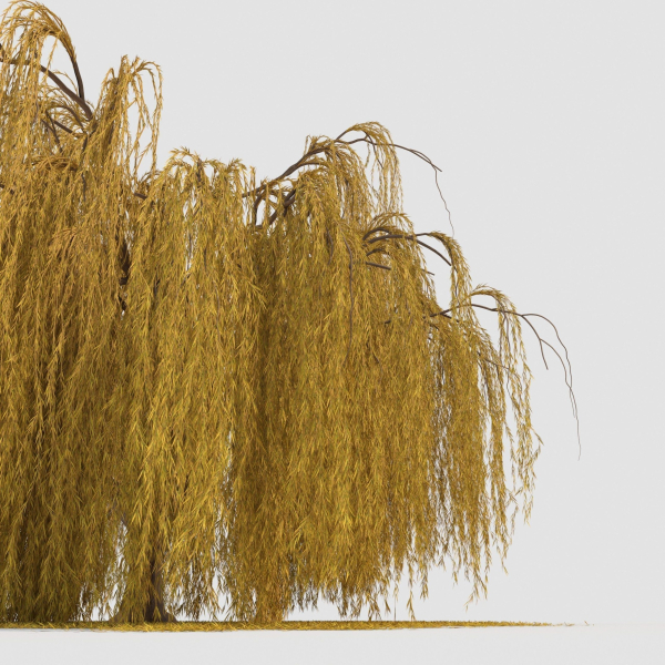 weeping willow tree