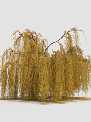 weeping willow tree