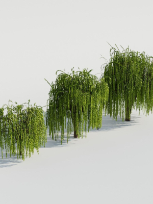 weeping-willow-tree-3d-model-obj-fbx-blend-abc
