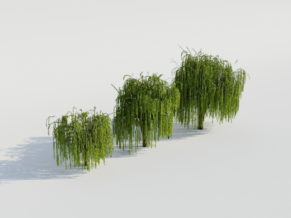 Weeping Willow Tree