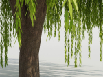 Weeping Willow Tree
