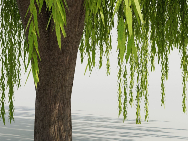 Weeping Willow Tree