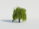 Weeping Willow Tree