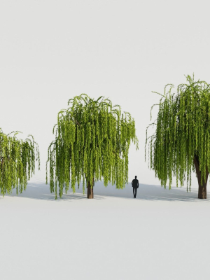 Weeping Willow Tree