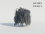 Weeping Willow Tree