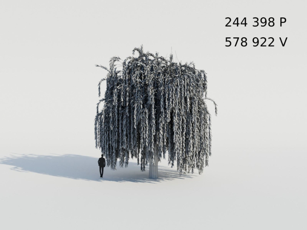 Weeping Willow Tree