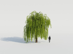 Weeping Willow Tree