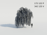 Weeping Willow Tree