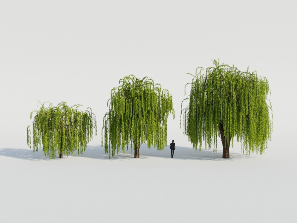 Weeping Willow Tree