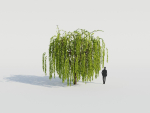 Weeping Willow Tree