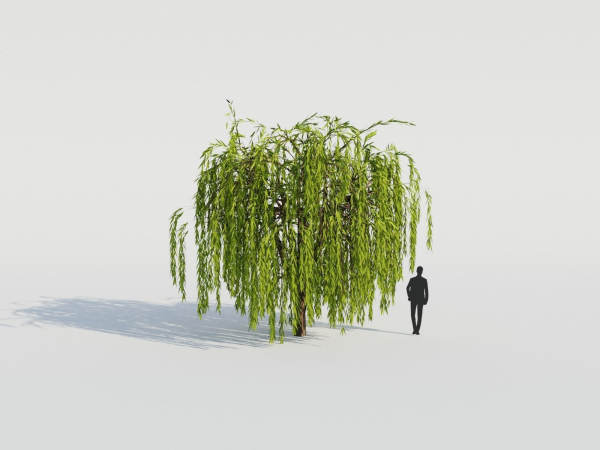 Weeping Willow Tree