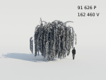 Weeping Willow Tree