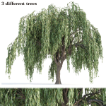 Weeping willow trees collection vol 115