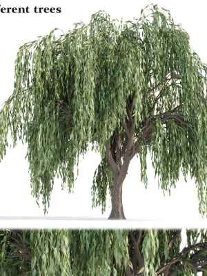 Weeping willow trees collection vol 115