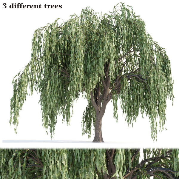 Weeping willow trees collection vol 115