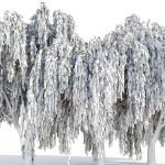 Weeping willow trees collection vol 115