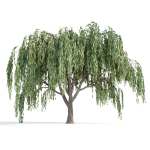 Weeping willow trees collection vol 115
