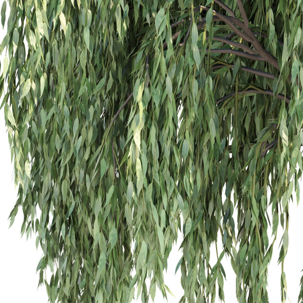 Weeping willow trees collection vol 115