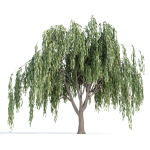 Weeping willow trees collection vol 115