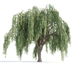Weeping willow trees collection vol 115