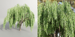 Weeping willow trees collection vol 115-Blender