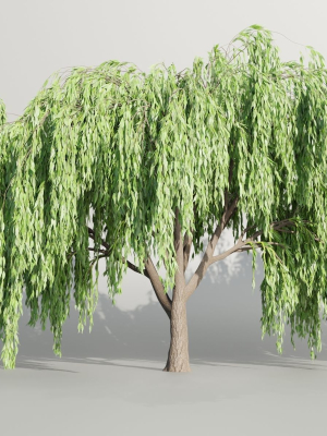 Weeping willow trees collection vol 115-Blender