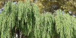 Weeping willow trees collection vol 115-Blender