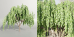 Weeping willow trees collection vol 115-Blender
