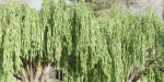 Weeping willow trees collection vol 115-Blender