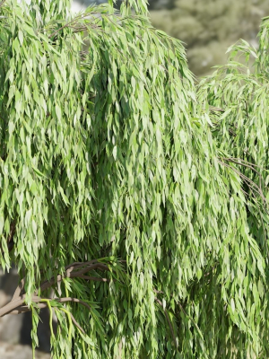 weeping-willow-trees-collection-vol-115-blender-3d-model-d6894db63e