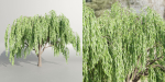 Weeping willow trees collection vol 115-Blender