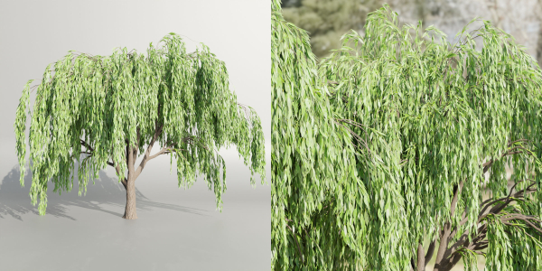Weeping willow trees collection vol 115-Blender